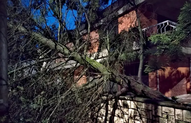 Árvores caída na sequência do mau tempo